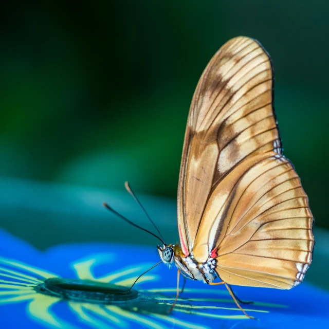 a erfly sitting on top of a table