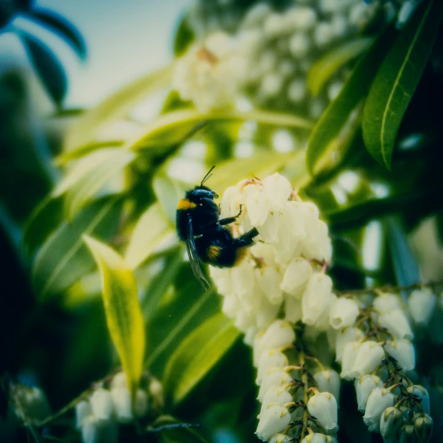 a closeup of a black bug on a plant