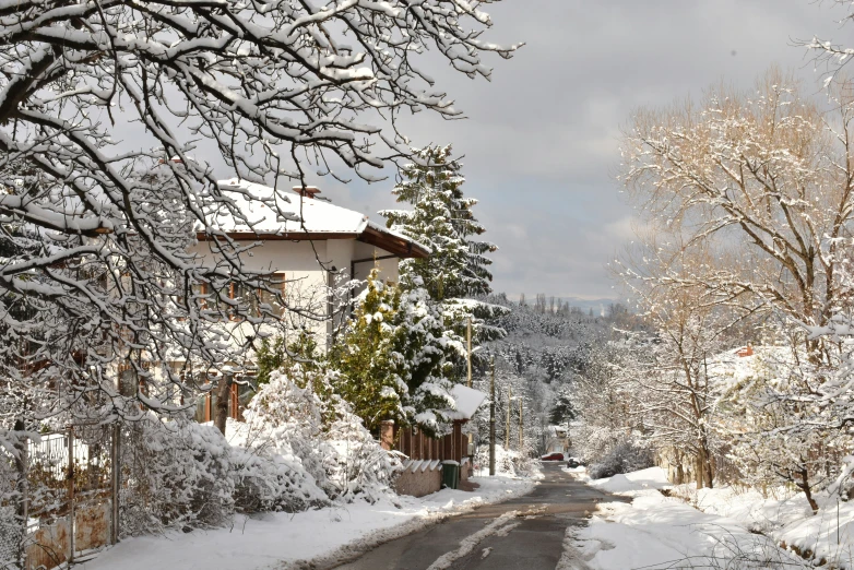 a snow covered street lined with trees and a home