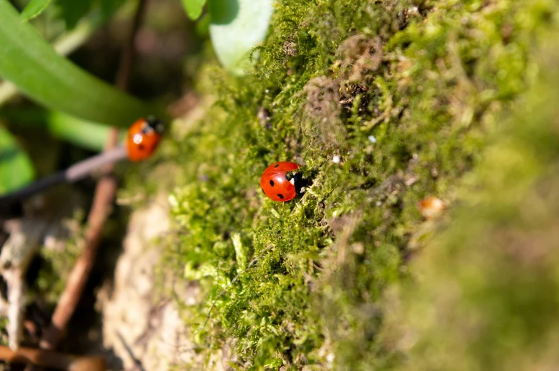 two red ladybugs standing on a mossy surface