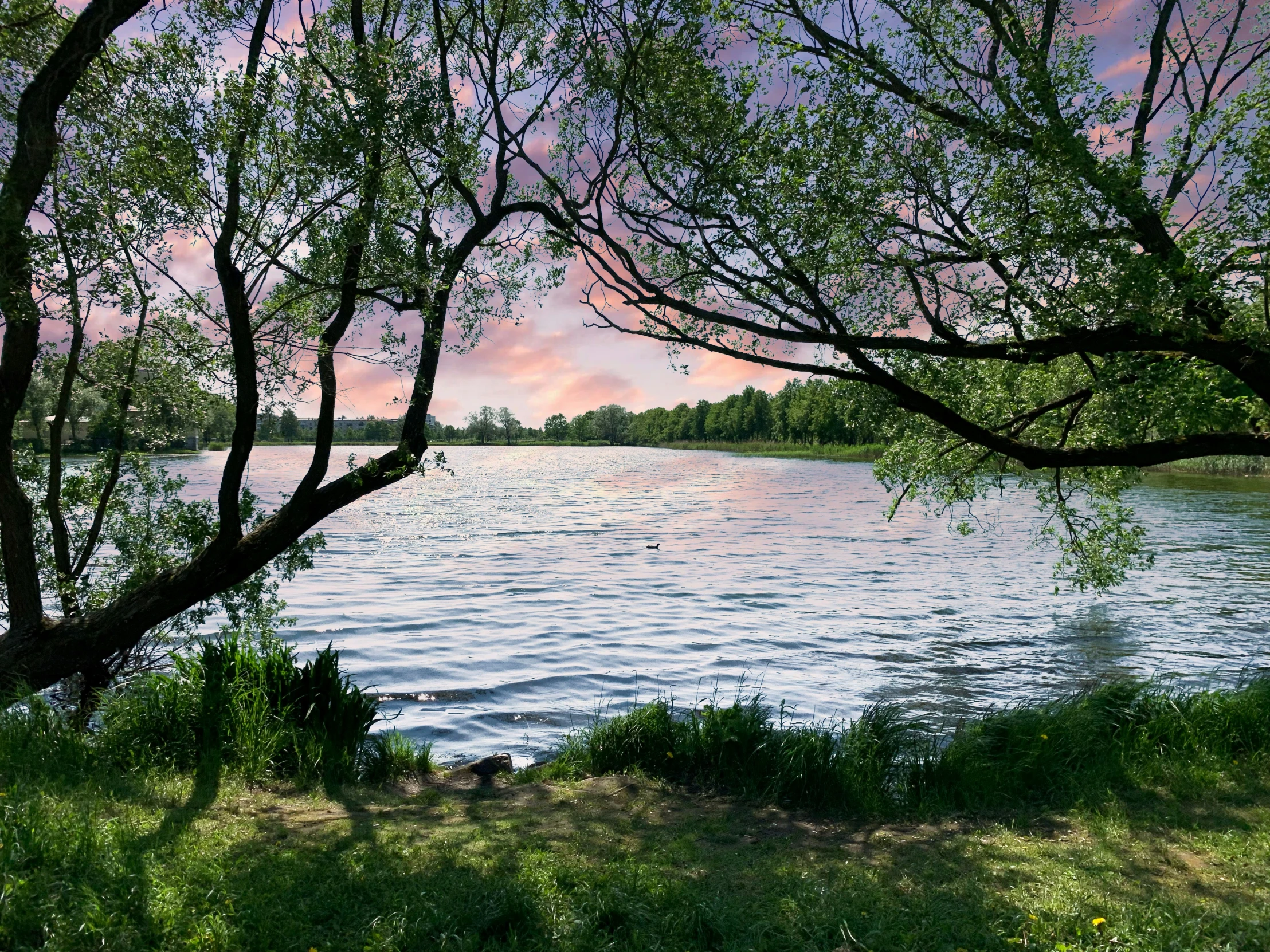 a large lake with trees and grass near by