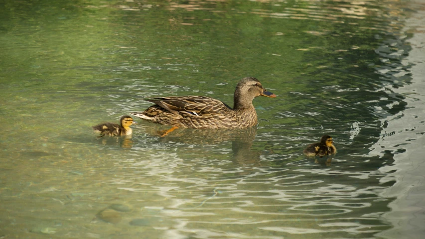 a family of ducklings floating on a lake