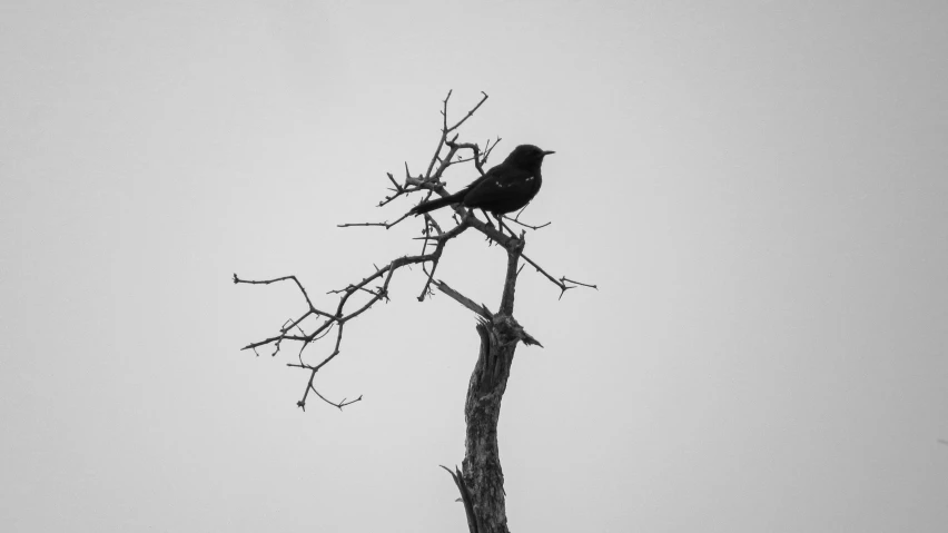 the bird is perched on the tree limb