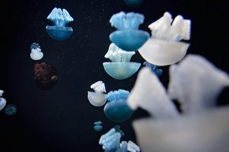 an underwater display of jelly fish on the surface