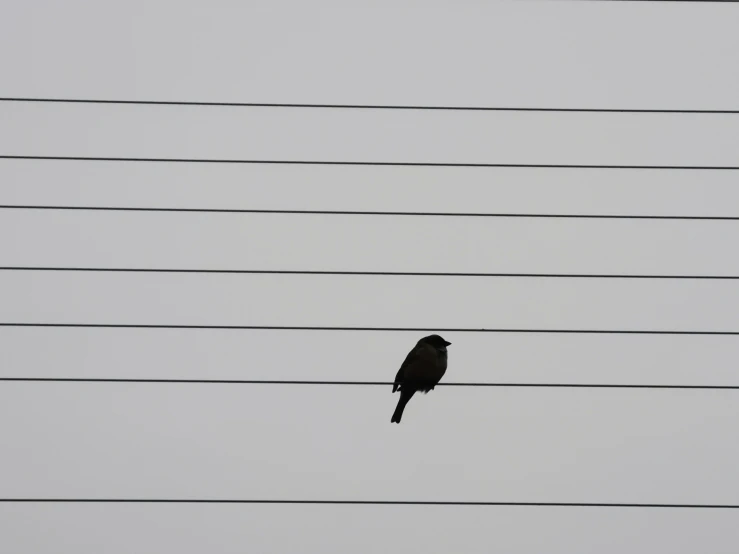 a bird on some kind of wires with the sky in background