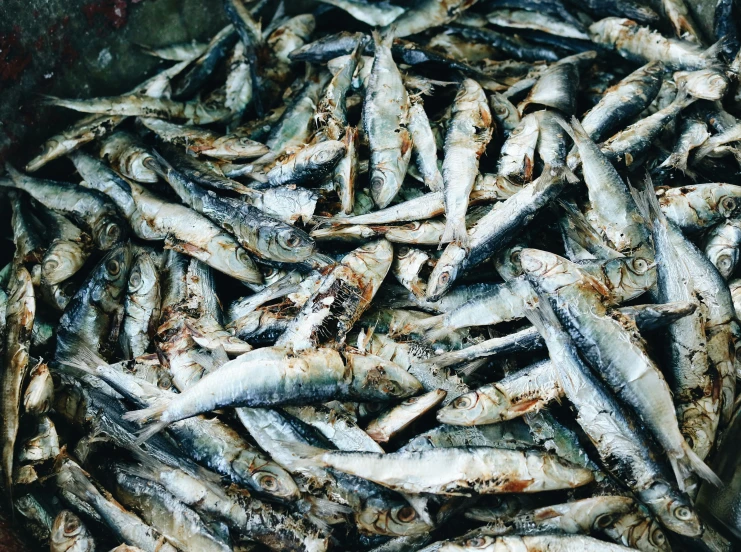 an open bin with many small white fish inside
