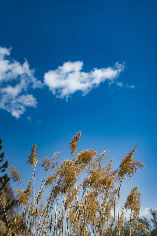 some kind of plant outside with the sky