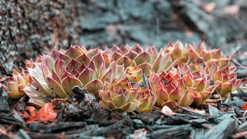 a bunch of small plants growing out of the dirt