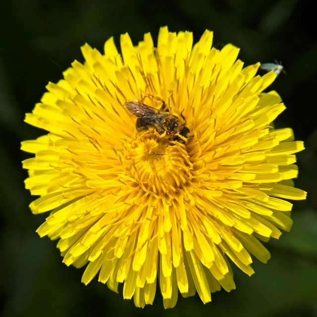 two bees are sitting on a yellow flower