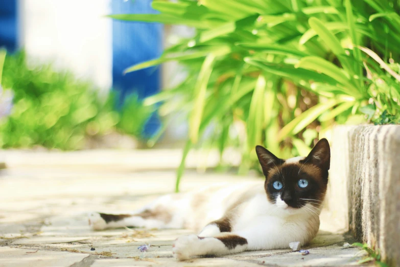 a cat is laying down on a pathway