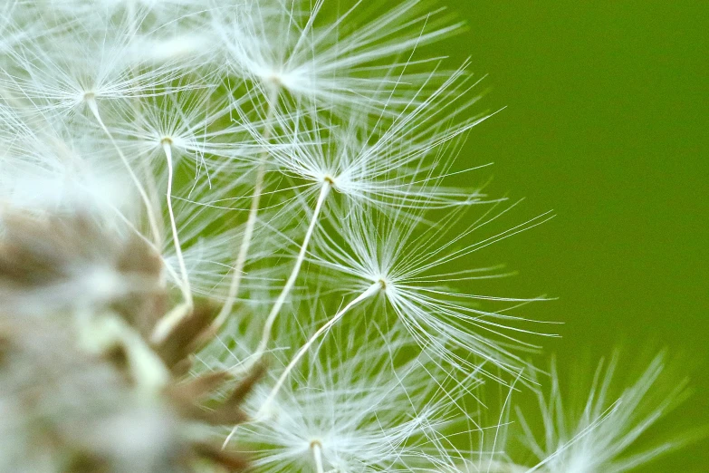 a dandelion sits on a green background