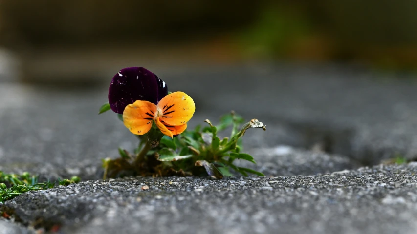 a plant is sitting on the concrete surface