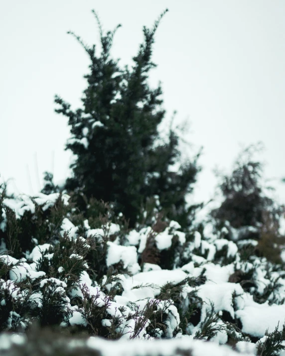 this is a po of a bird sitting in the snow