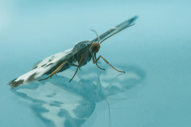 an insect is seen floating in the water