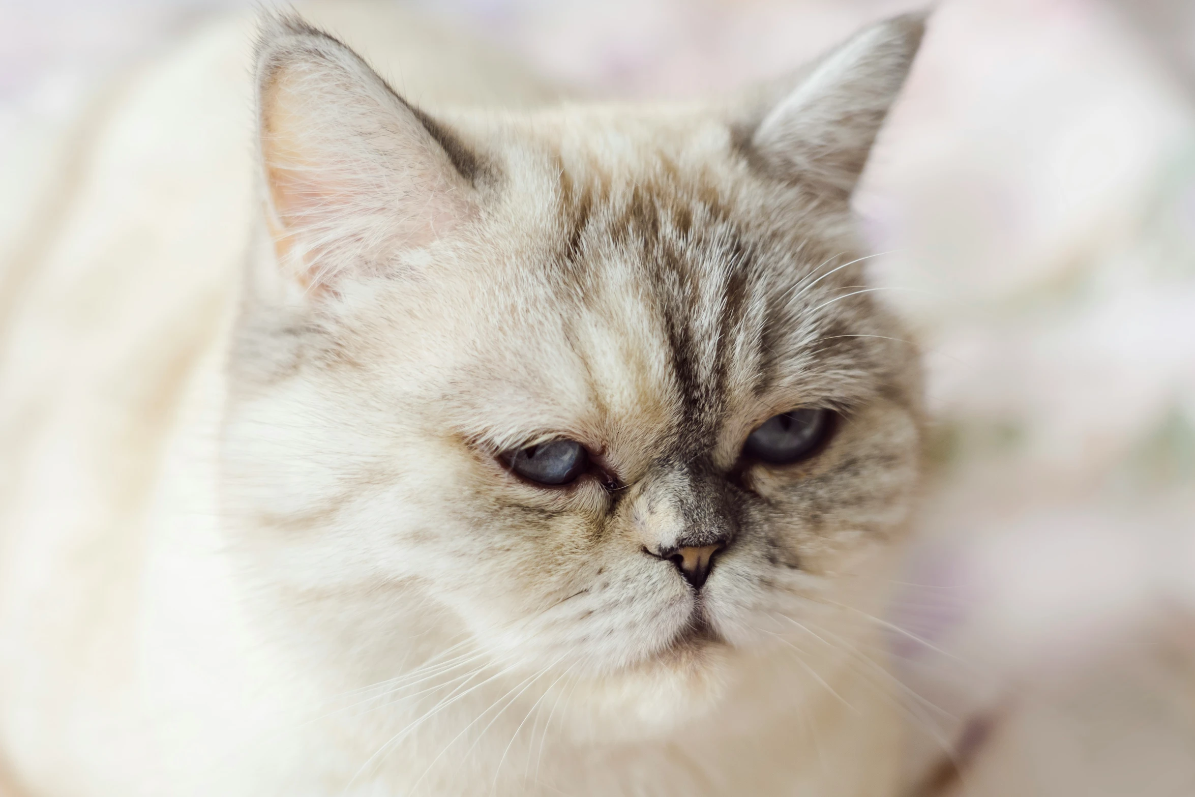 a brown and white cat is looking at the camera