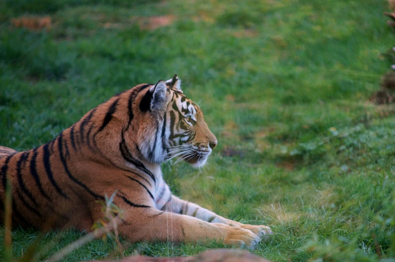 a tiger sitting in the grass near another animal