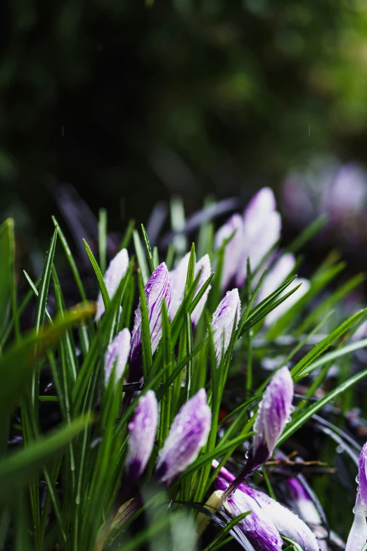 small purple and white flowers sit between green grass