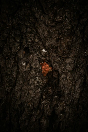 a leaf on a piece of fallen wood