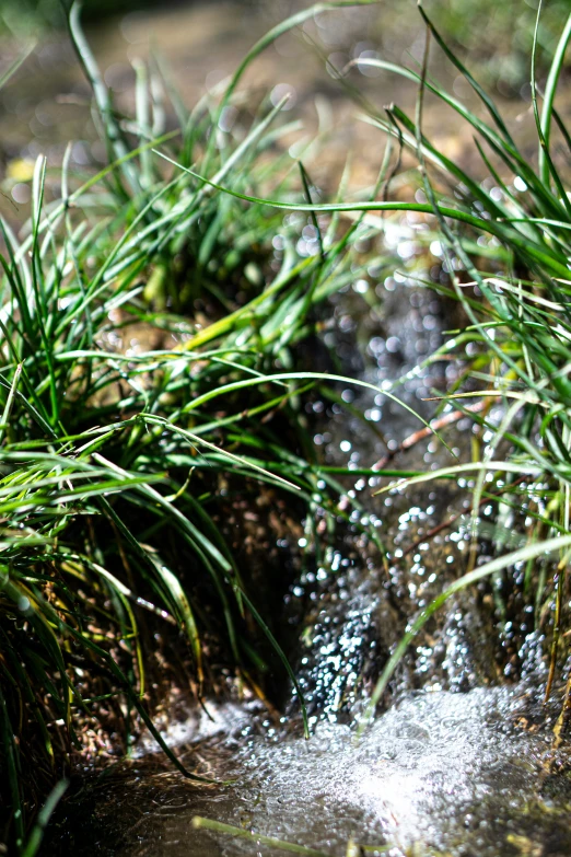 an area with small river and green plants