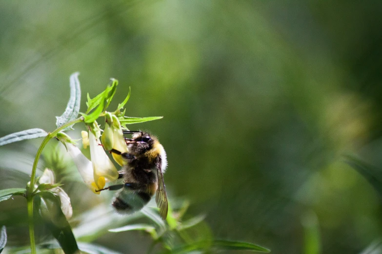 a bee on the plant with green leaves