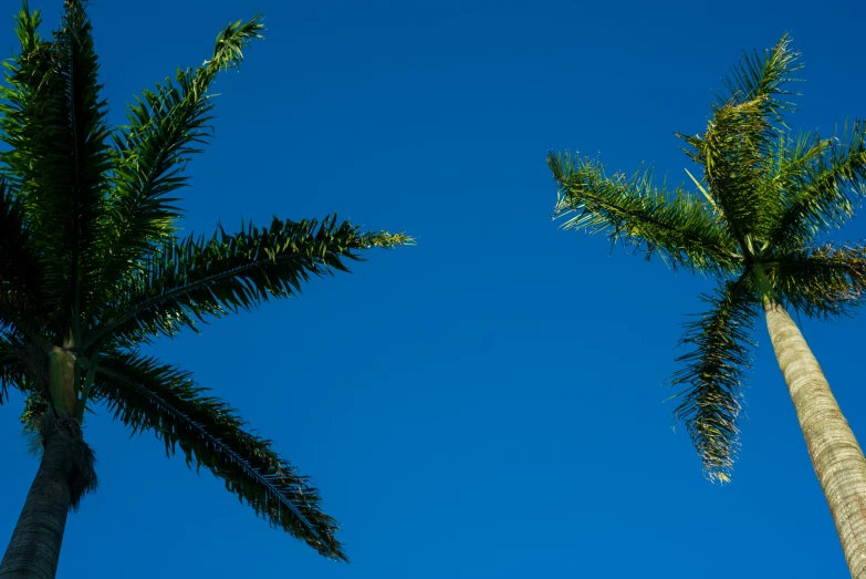 two palm trees are looking up at the blue sky