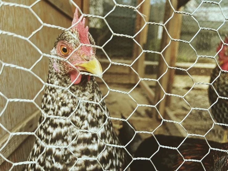 the chicken is behind the small fence, looking for food