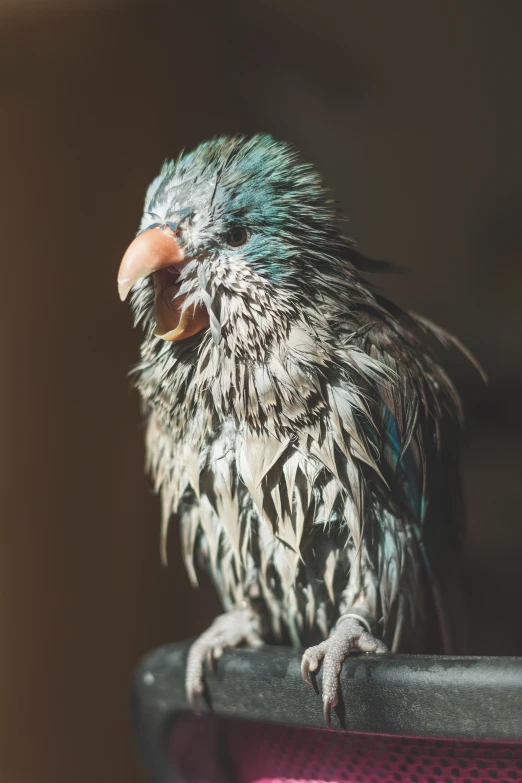 a small green and black bird with pink beaks