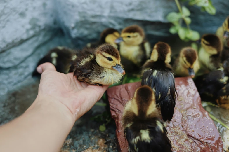 a person holding their hand out towards ducklings