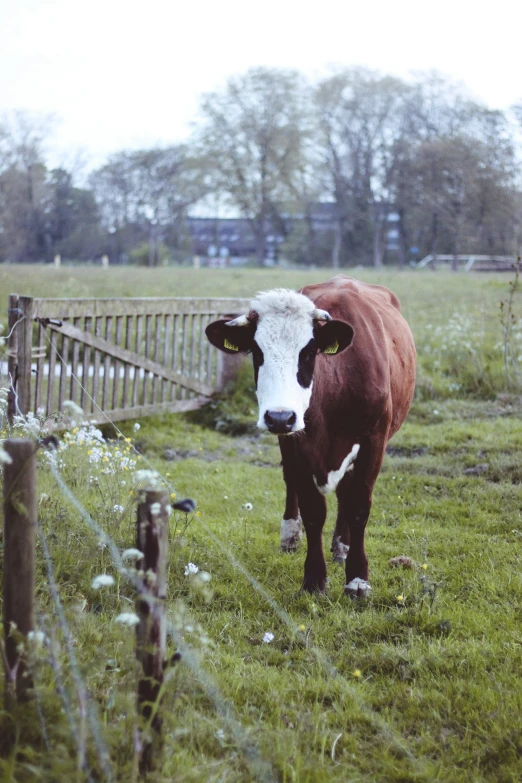 a cow that is standing in the grass