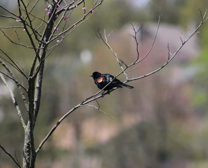 a black bird sitting on top of a bare tree