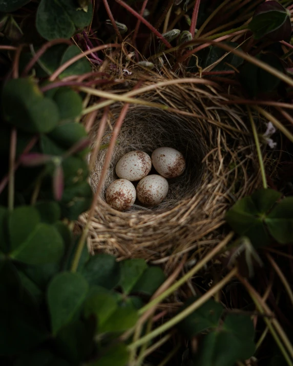 a bird nest with eggs on the nest of it