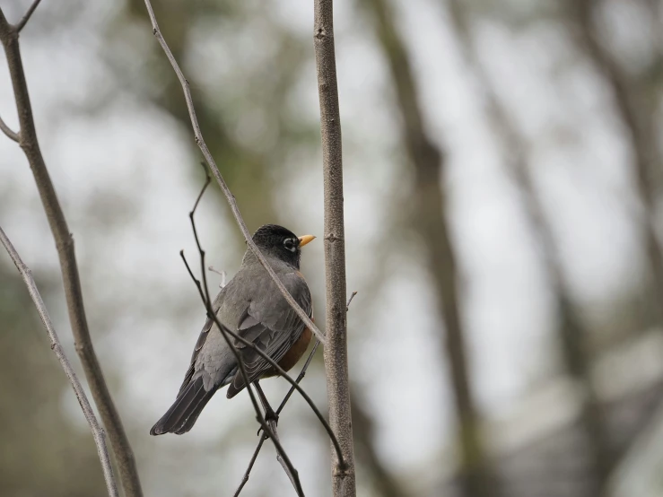 a grey and white bird on nch in woods