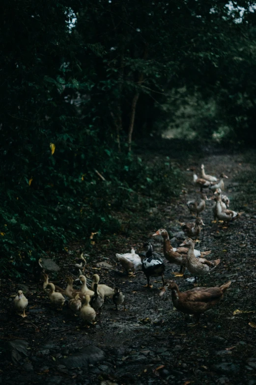 a herd of birds walking down a path in the woods