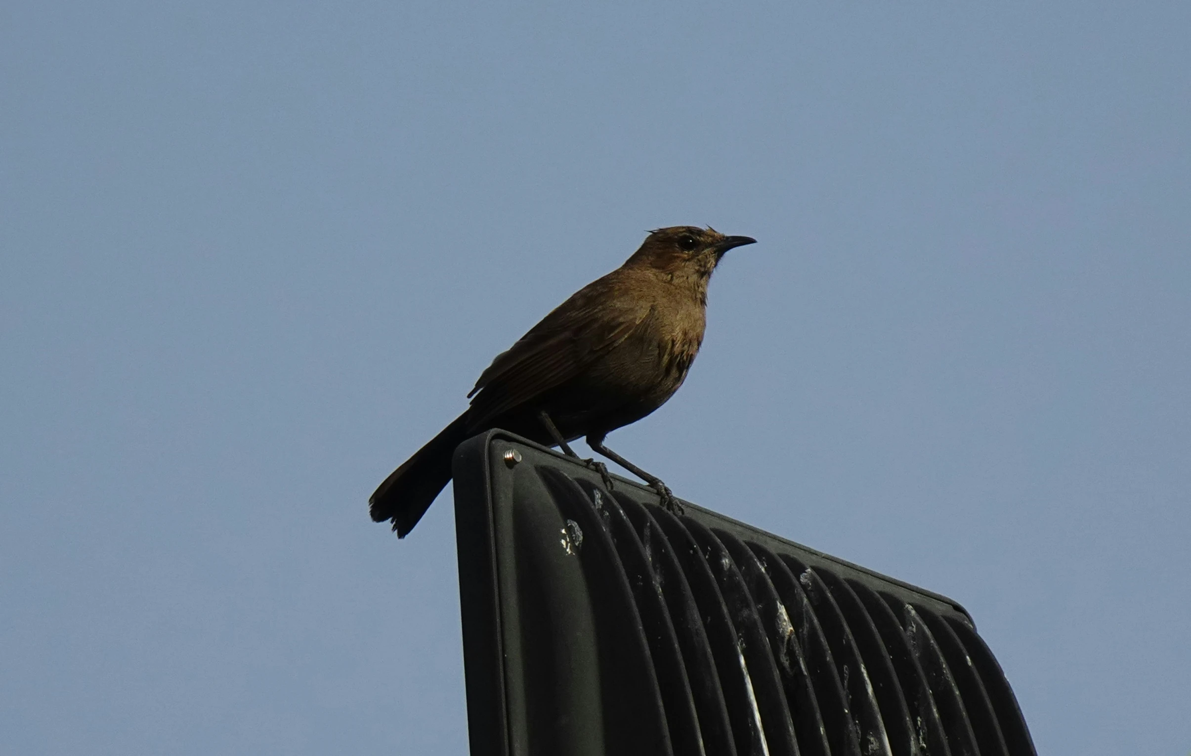 a small brown bird sitting on top of an object