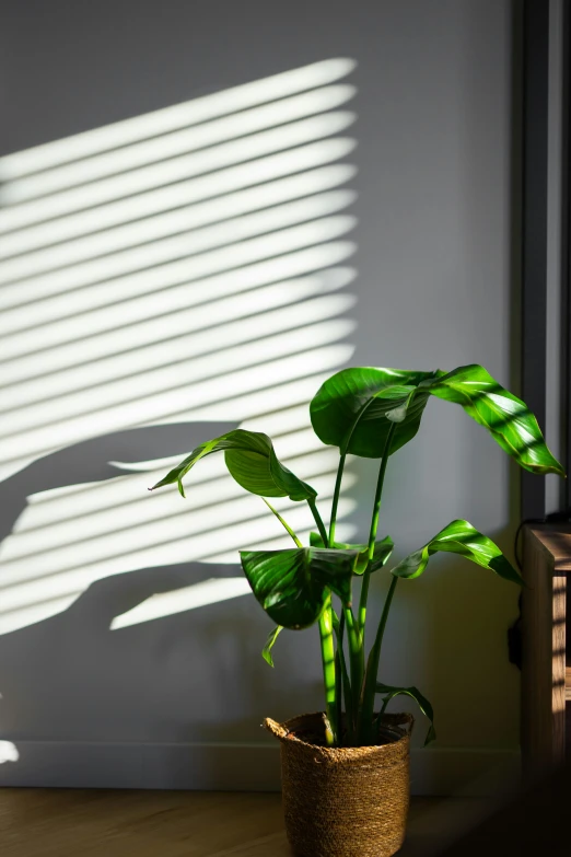 a plant is sitting in the pot on the table