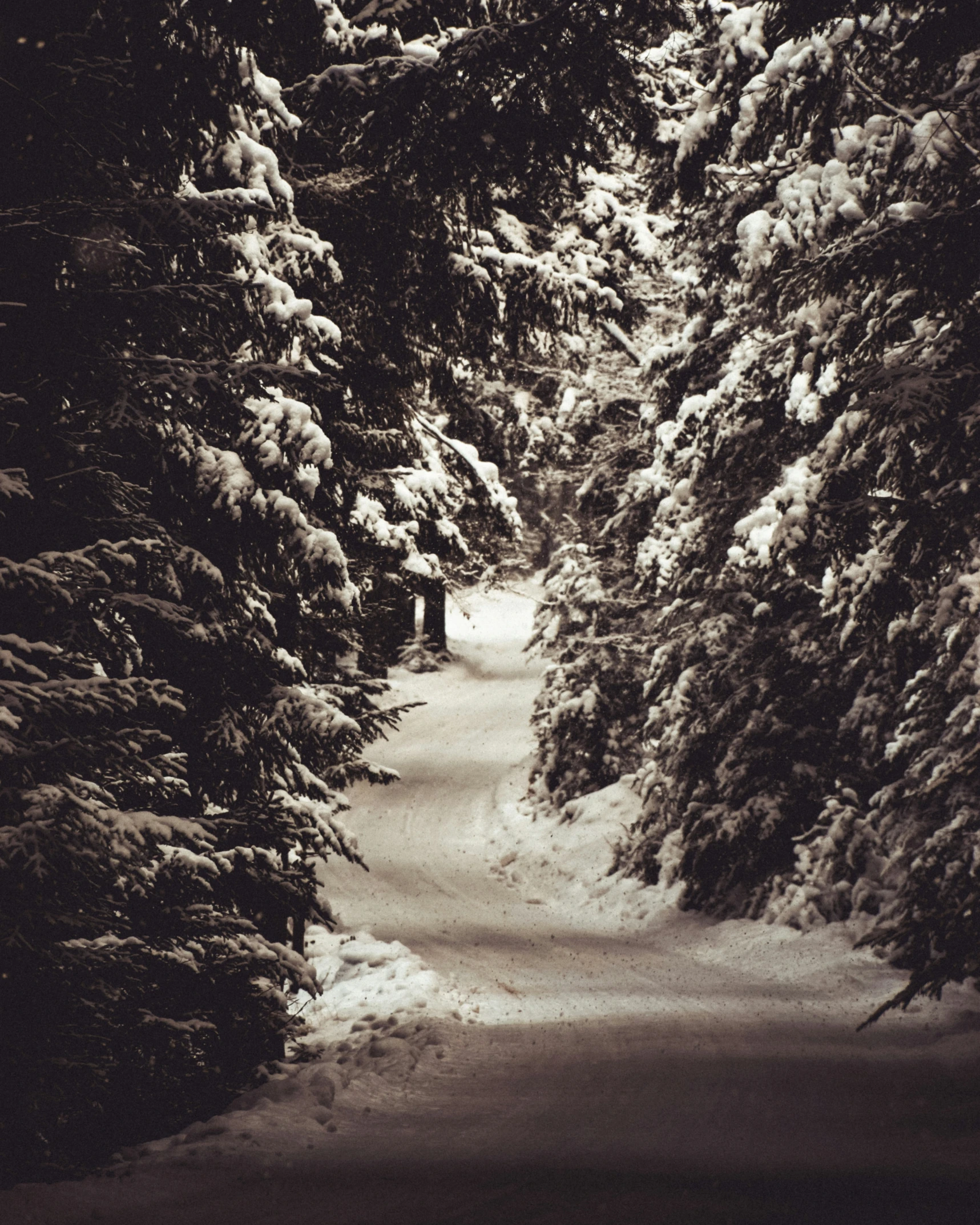 snow and pine trees with path in middle