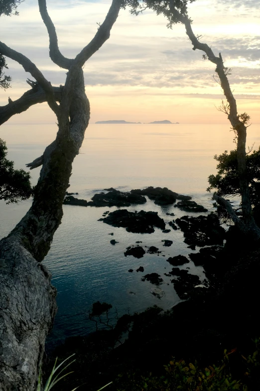 a tree that is near a body of water