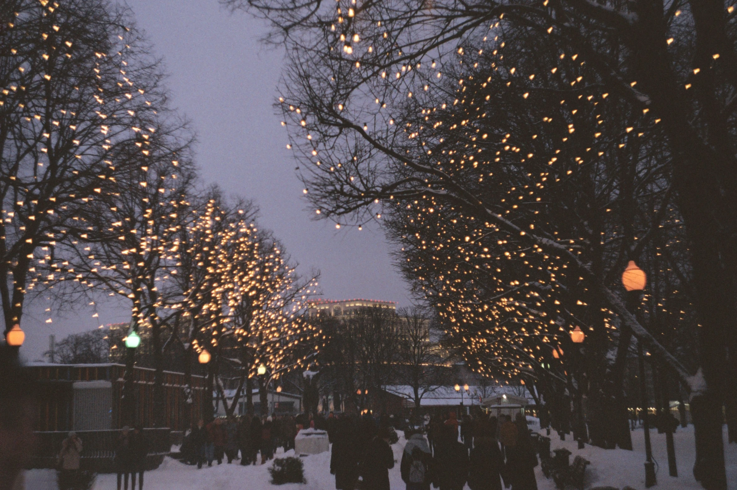 lighted trees line the street on a winter evening