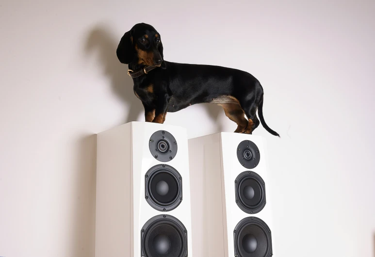 a dog standing on top of a speaker enclosure