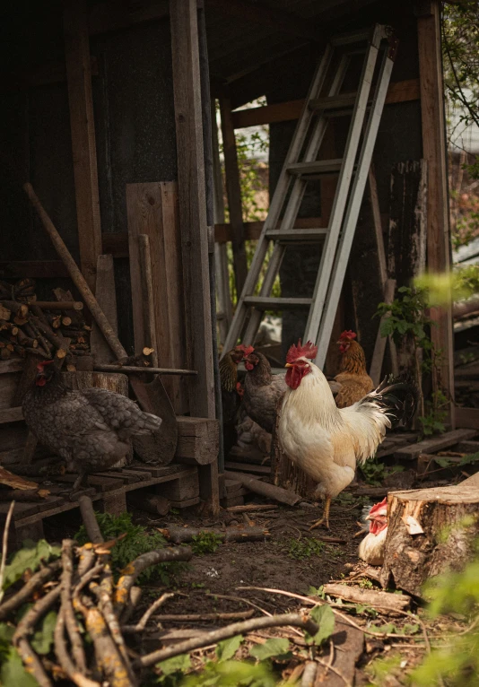 there are three chickens that are walking inside