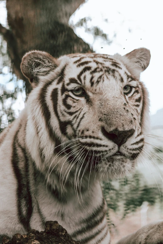 a large tiger standing next to a tree and a rock