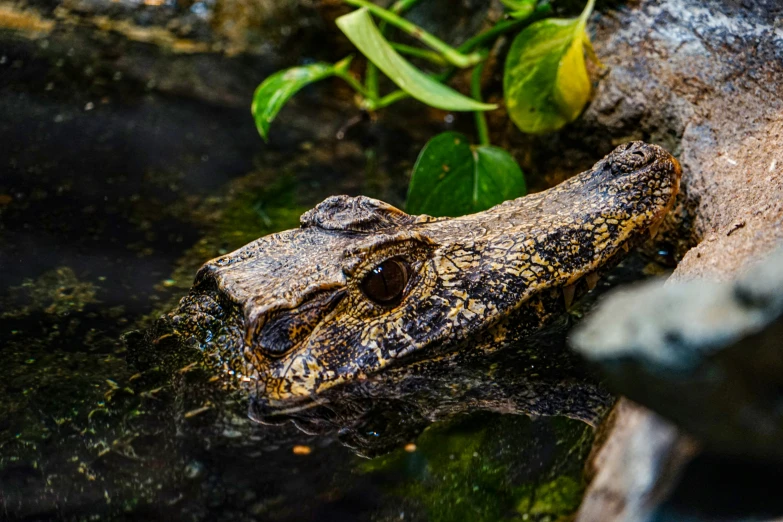 the alligator is swimming in the water next to plants