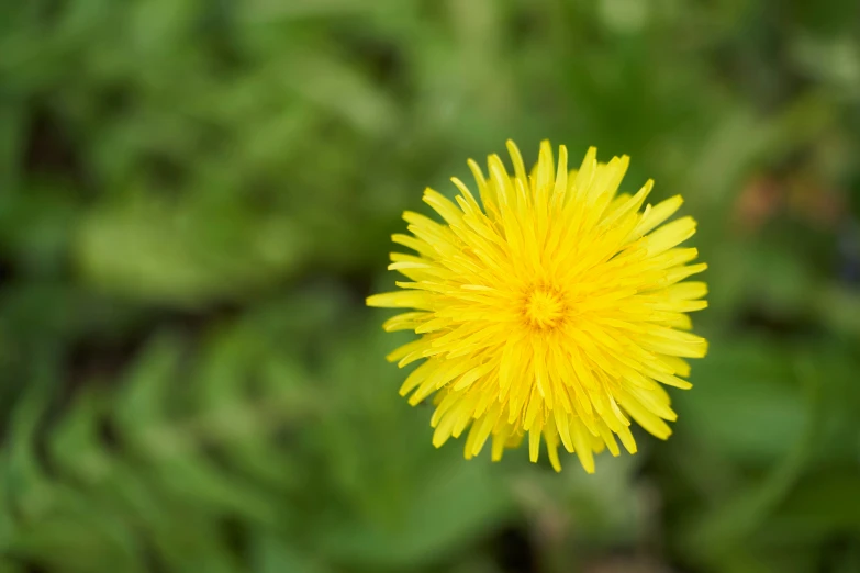 a yellow flower with green foliage in the background