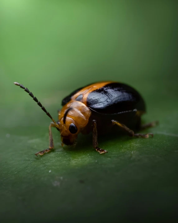 a black bug with orange striped back sits on a green leaf