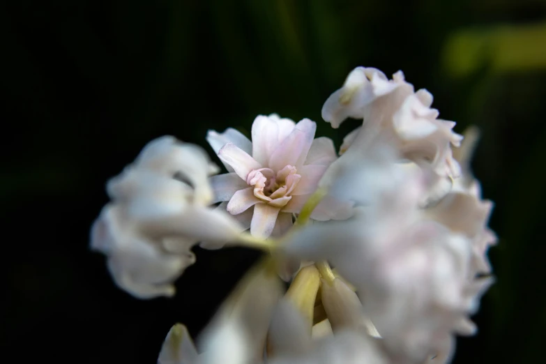 the white flower has light colored petals