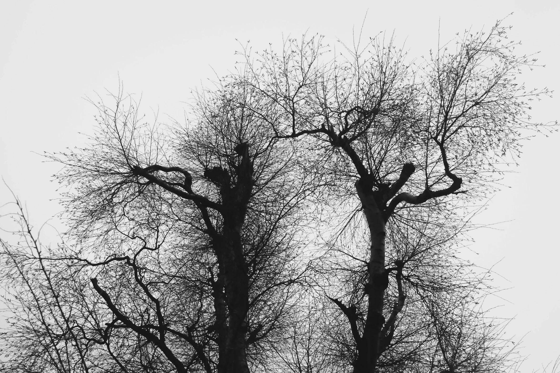 trees without leaves are in silhouette against a hazy sky