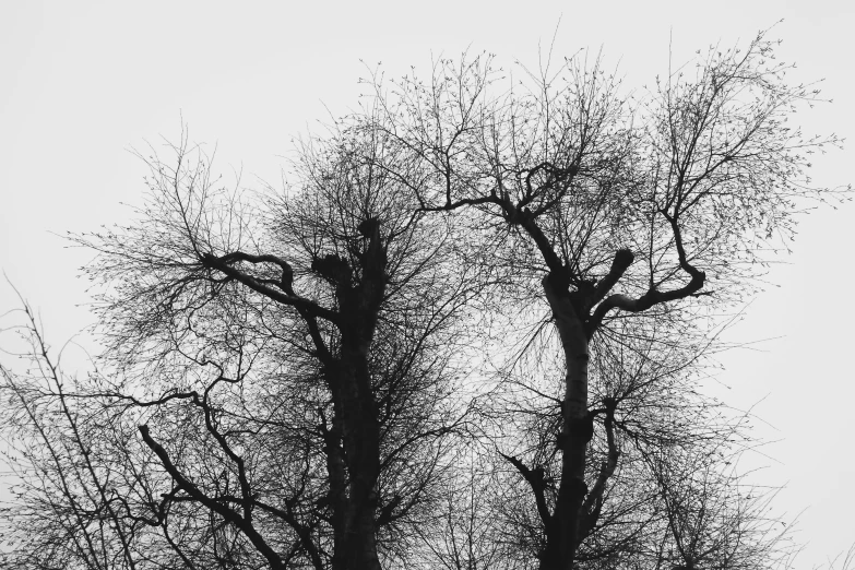 trees without leaves are in silhouette against a hazy sky