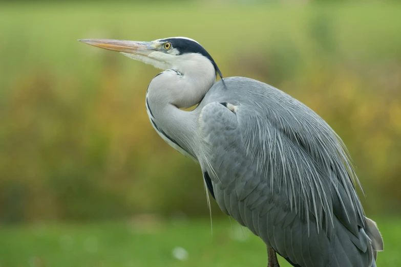 a bird that is sitting on the side of a post