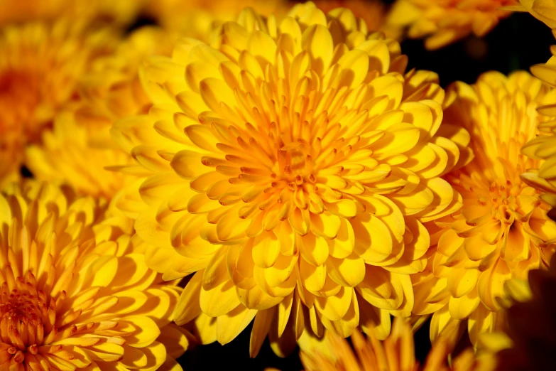 large yellow flowers sitting next to each other