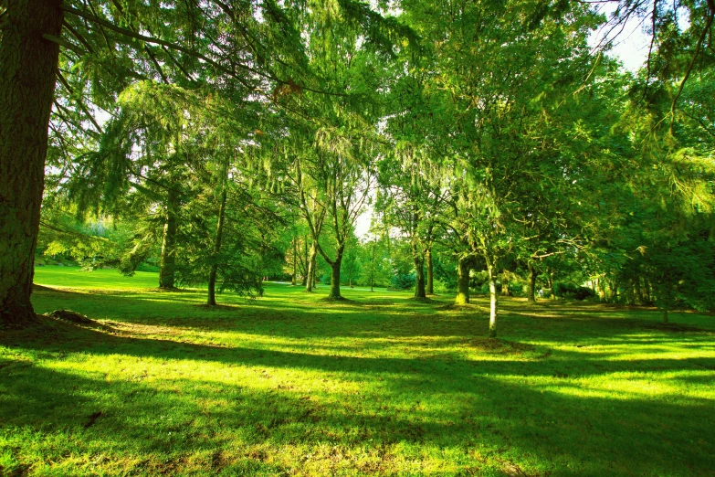 the lush green grass is covered in lots of trees